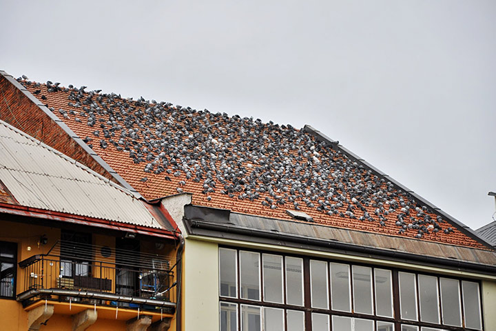 A2B Pest Control are able to install spikes to deter birds from roofs in Snaresbrook. 