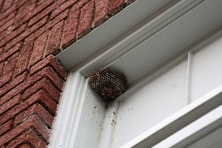We provide a wasp nest removal service for domestic and commercial properties in Snaresbrook.